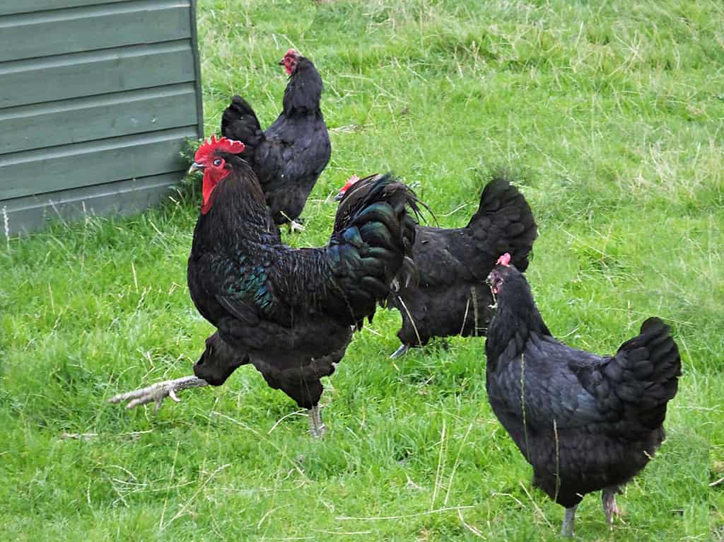 Galline Jersey Giant Chickens 2017