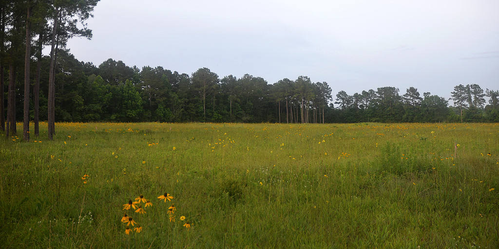 Marysee Prarie Preserva la contea di Liberty Texas