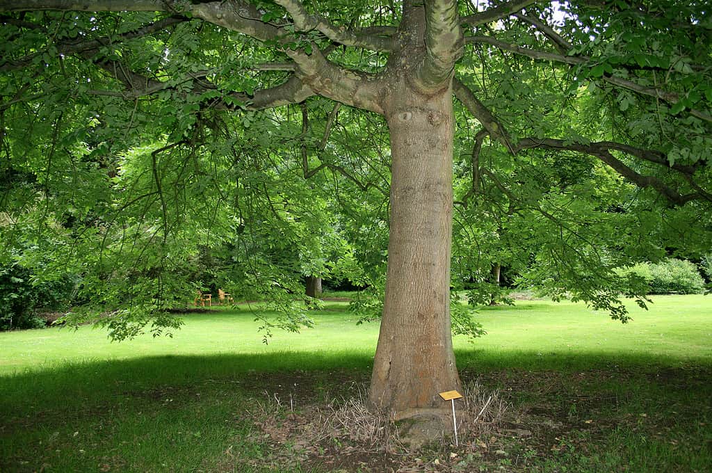 Frassino dell'Oregon (Fraxinus latifolia)