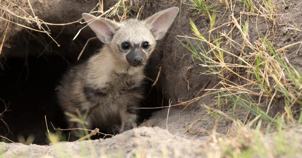 cucciolo di aardwolf nella tana