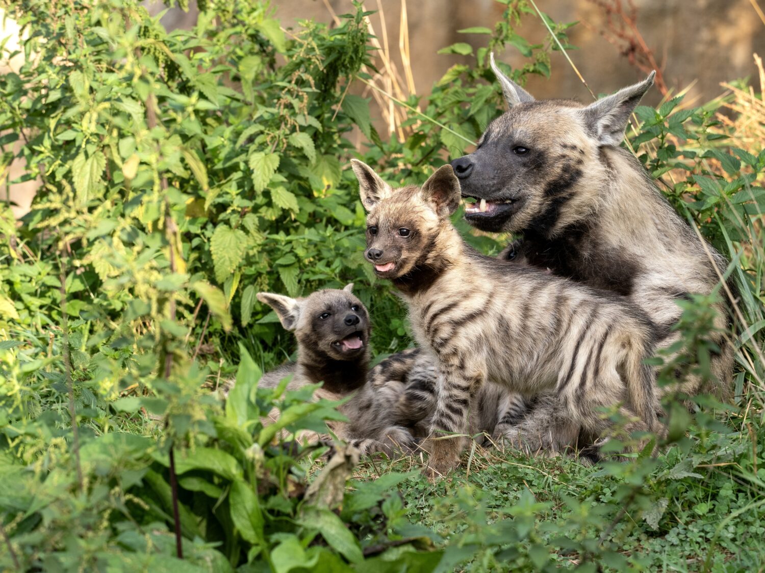 Iena striata e giovani cuccioli