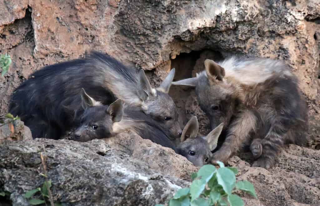 Cuccioli di iena marrone