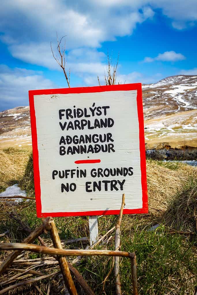 L'islandese non prende in prestito parole da altre lingue.