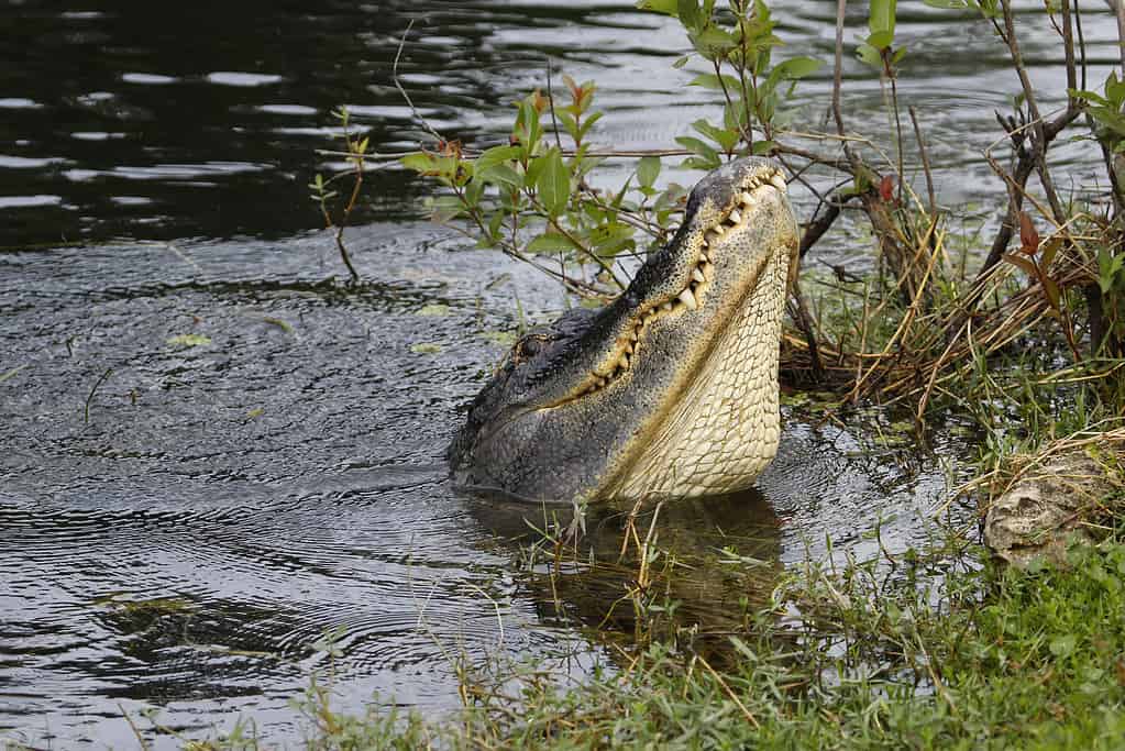 Alligatore americano (Alligator mississippiensis) che balla nell'acqua
