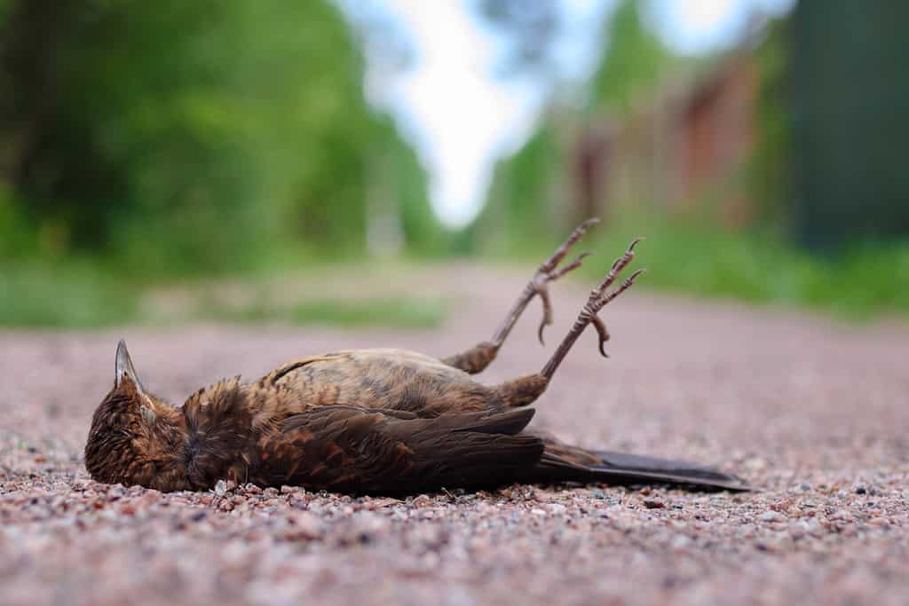 Passero uccello ucciso da un'auto sulla strada.  L'uccello morto giace sull'asfalto.  Passero ferito sul marciapiede.  Tutela degli animali e rispetto della natura.