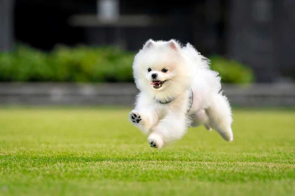 Felice Pomerania bianco che corre in un parco a Singapore, immerso nel verde.