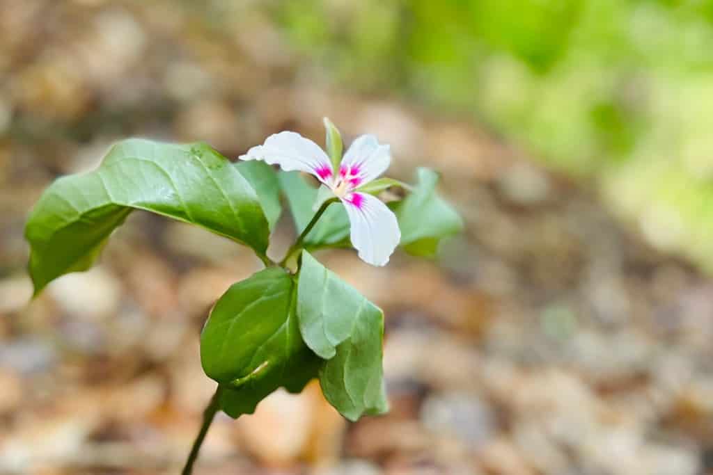 Fiore di campo dipinto del trillium nella foresta della Pennsylvania