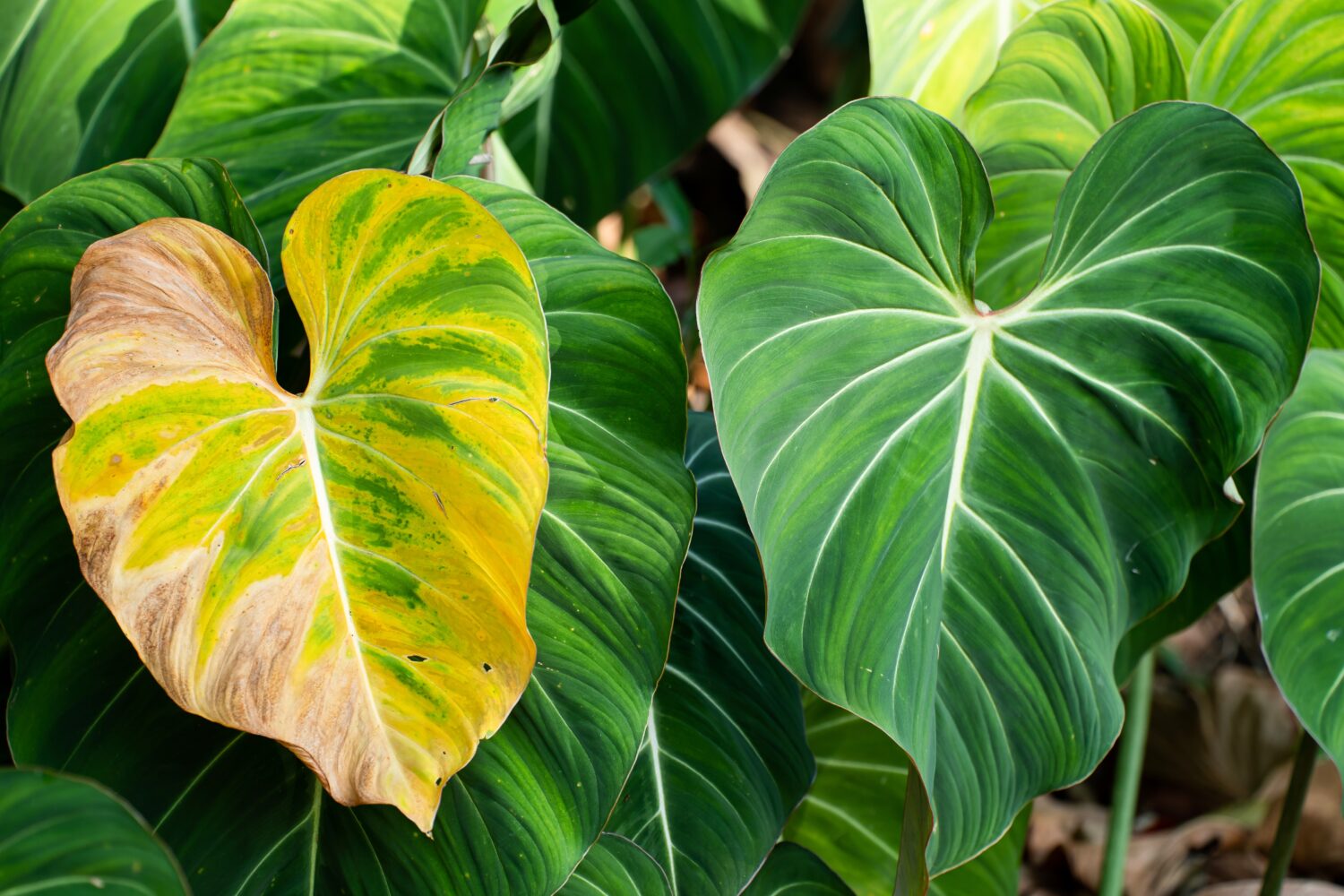 Il Philodendron Gloriosum diventa giallo a causa di un'infestazione di parassiti nella foresta pluviale.  Velluto verde, vena bianca, forma di cuore, fogliame della foresta pluviale, foglia enorme. 