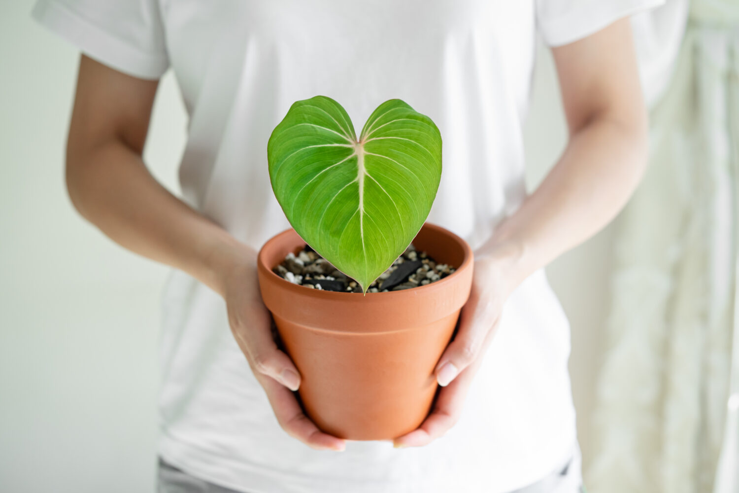 Mano da donna che tiene il Philodendron Gloriosum in vaso di terracotta con sfondo bianco isolato