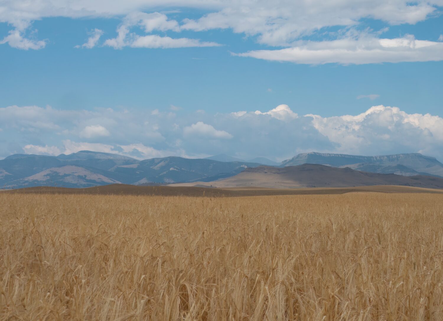 Grano dorato maturo pronto per il raccolto nel Montana centrale con le Montagne Rocciose in lontananza e cieli azzurri con nuvole sparse sopra.