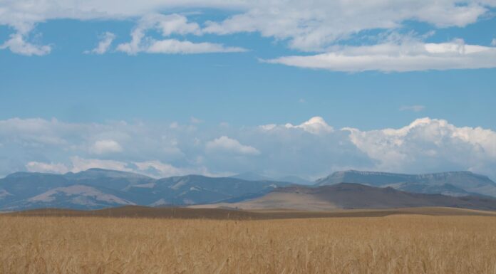 Grano dorato maturo pronto per il raccolto nel Montana centrale con le Montagne Rocciose in lontananza e cieli azzurri con nuvole sparse sopra.