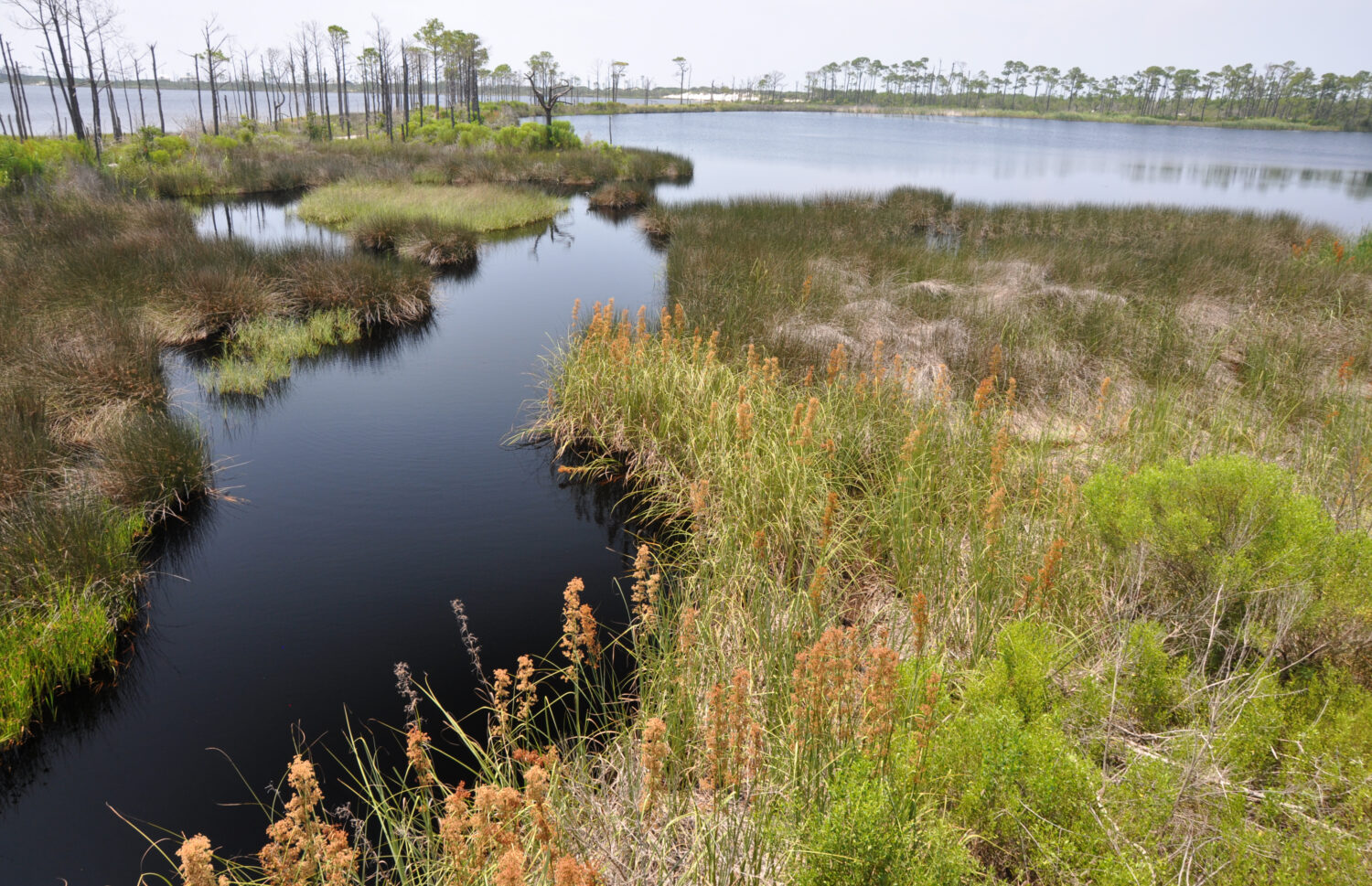 Rifugio nazionale della fauna selvatica di Bon Secour a Gulf Shores, Alabama