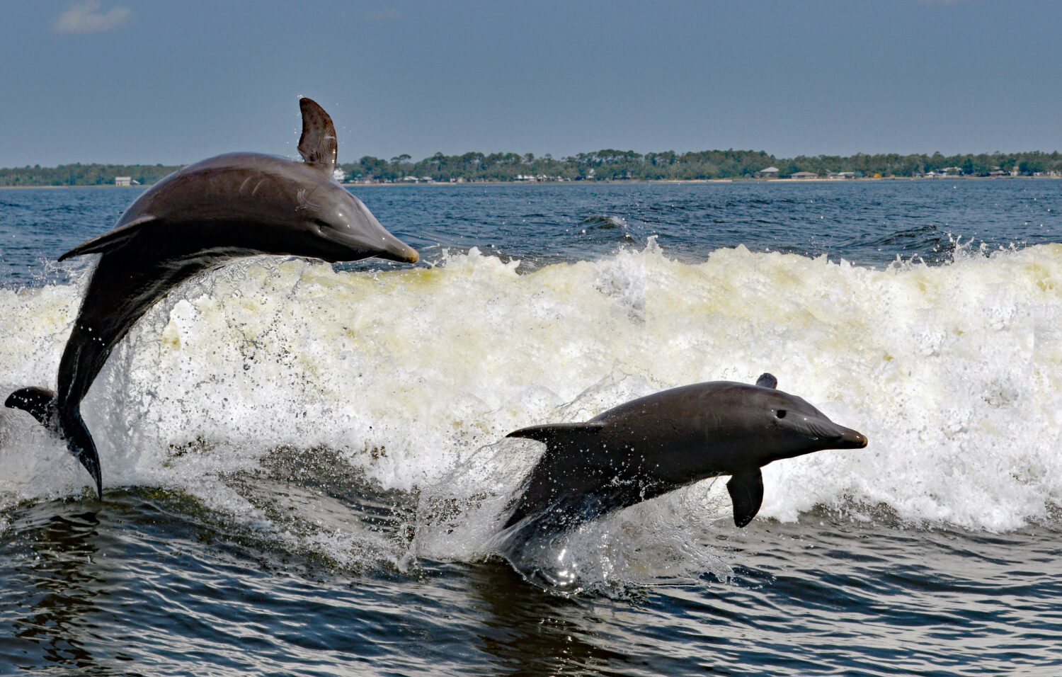 Per la gioia dei vacanzieri di tutto il mondo, i delfini si scatenano nelle baie della costa del Golfo dell'Alabama. 