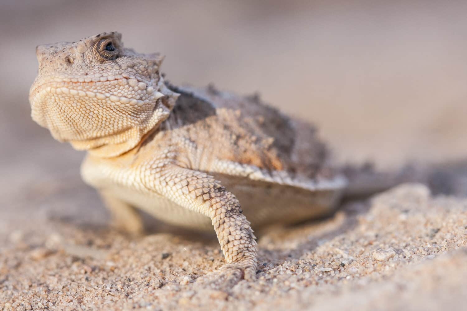 La lucertola dalle corna corte maggiore ( Phrynosoma hernandesi ), comunemente nota anche come lucertola dalle corna corte di montagna, è una specie di lucertola endemica del Nord America occidentale;  un macroritratto