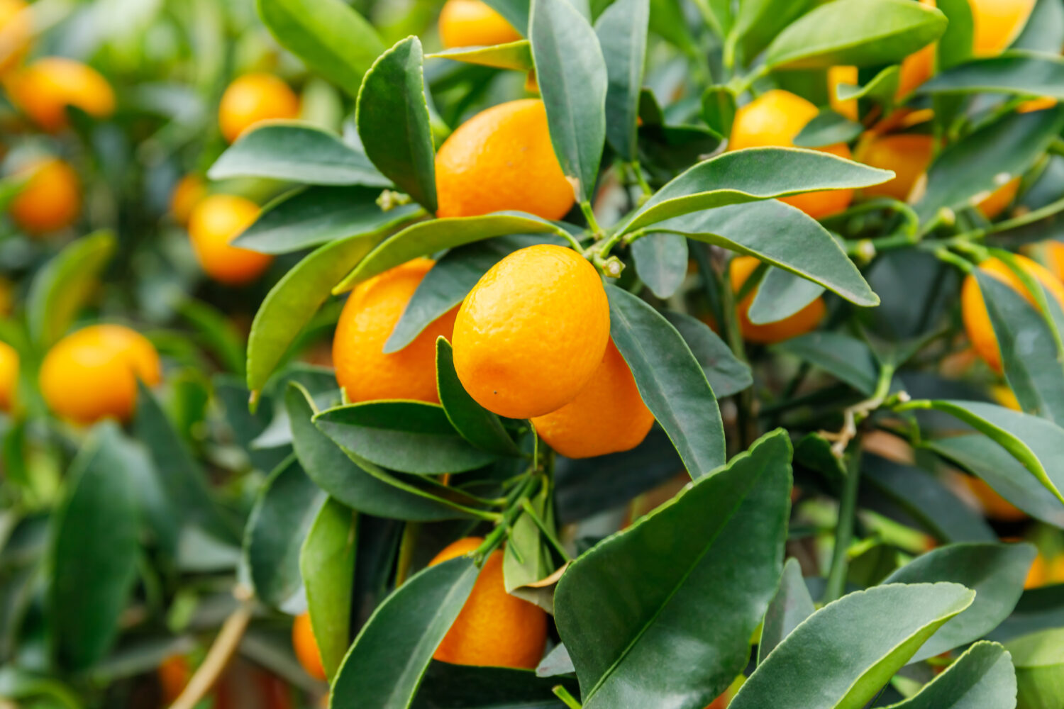 Frutti di kumquat.  Fortunella margarita Fogliame di Kumquat (o cumquat) e frutti ovali su albero nano di kumquat.