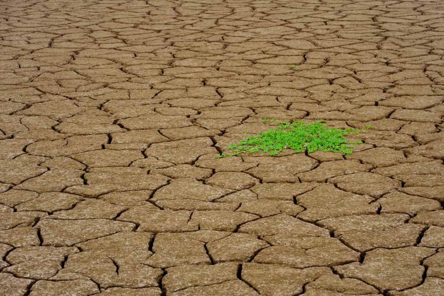 Terra secca e screpolata con una singola pianta verde che germoglia lungo le rive del fiume Yangtze, Cina