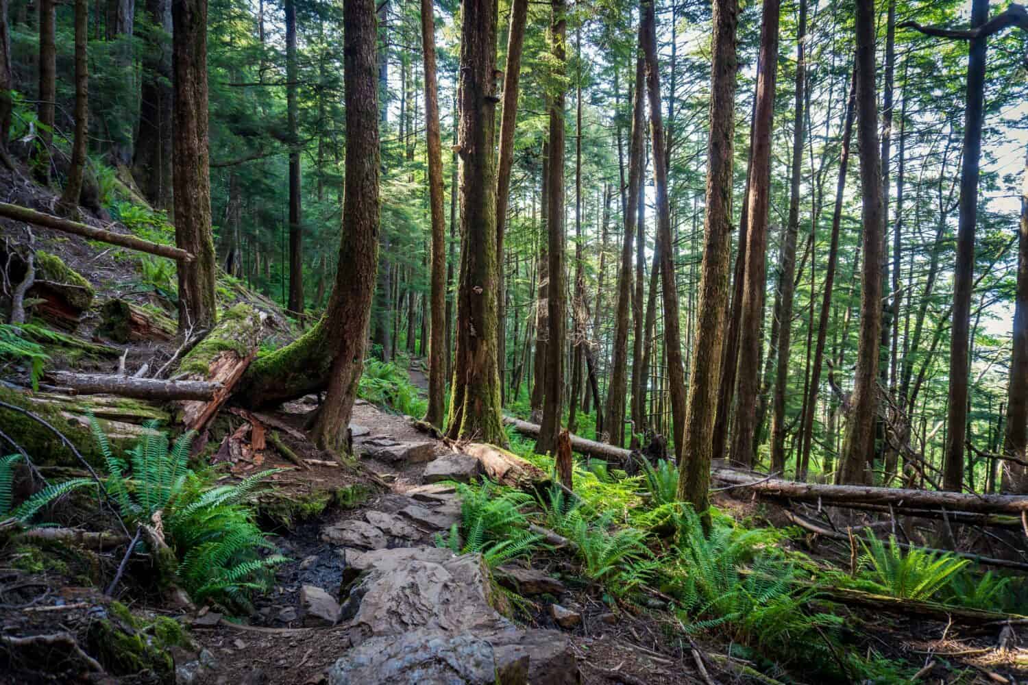 Sentiero escursionistico Rainbird nella foresta nazionale di Tongass a Ketchikan, Alaska.  Abete rosso di Sitka, felci e sentiero roccioso attraverso la foresta pluviale temperata.  