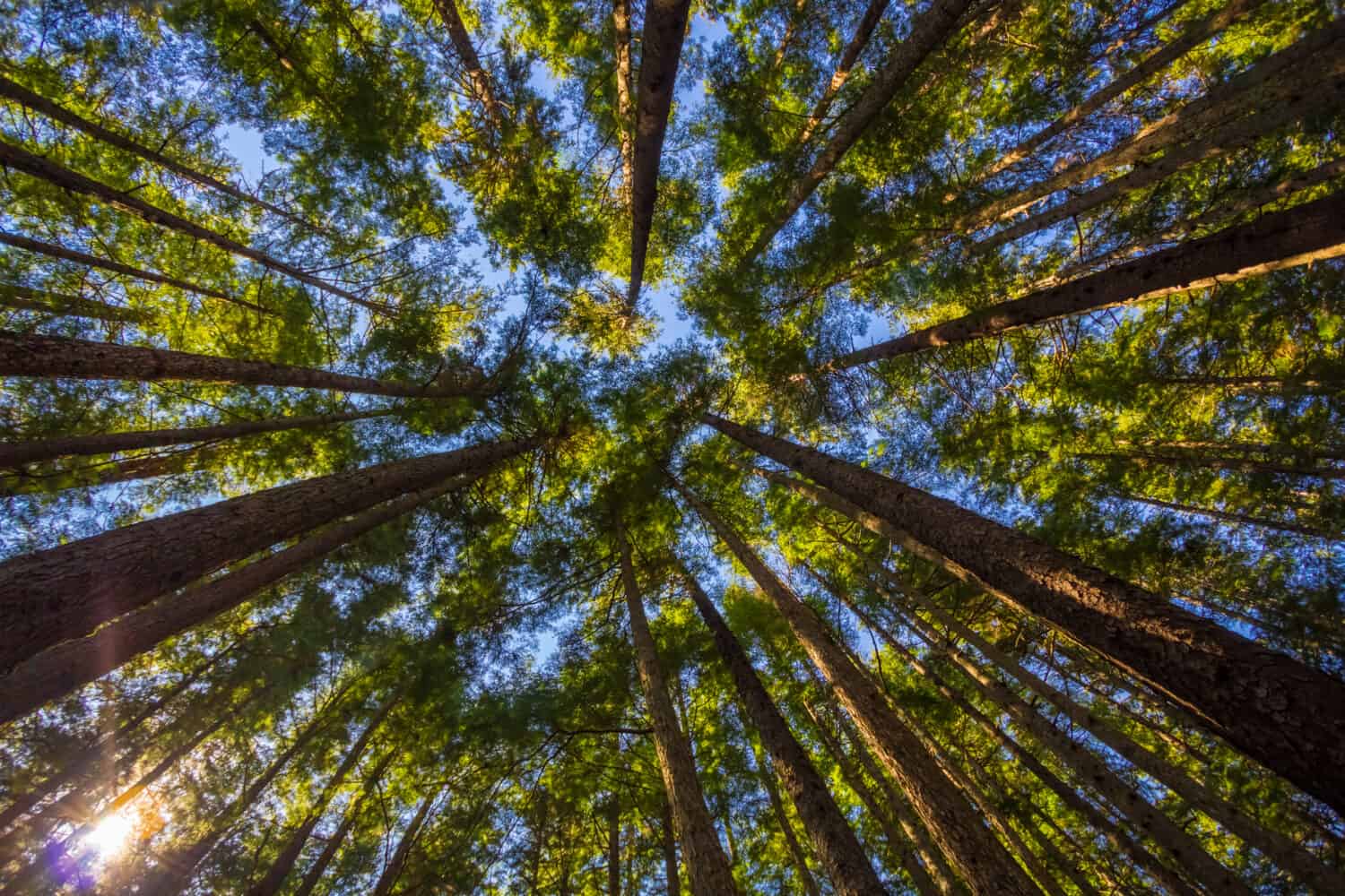 Guardando dritto in una foresta pluviale dell'Alaska attraverso Sitka Spruce