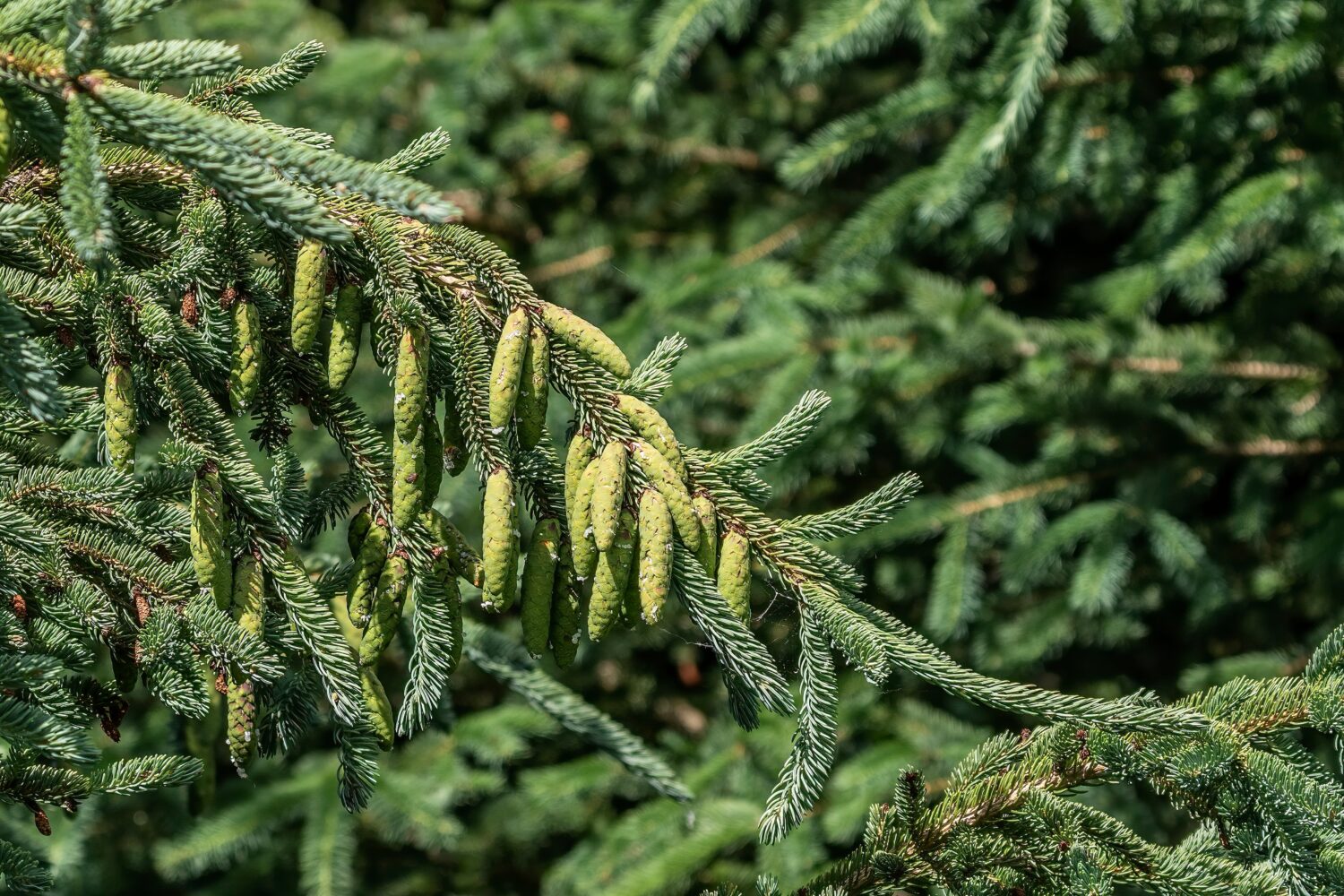 Un ramo di un albero di abete rosso, Sitka, Picea sitchensis, che cresce nei boschi