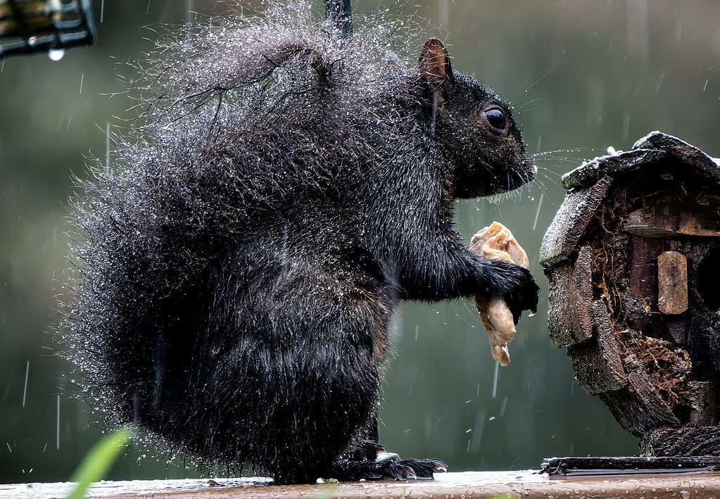 Uno scoiattolo nero AUGHT sotto la pioggia