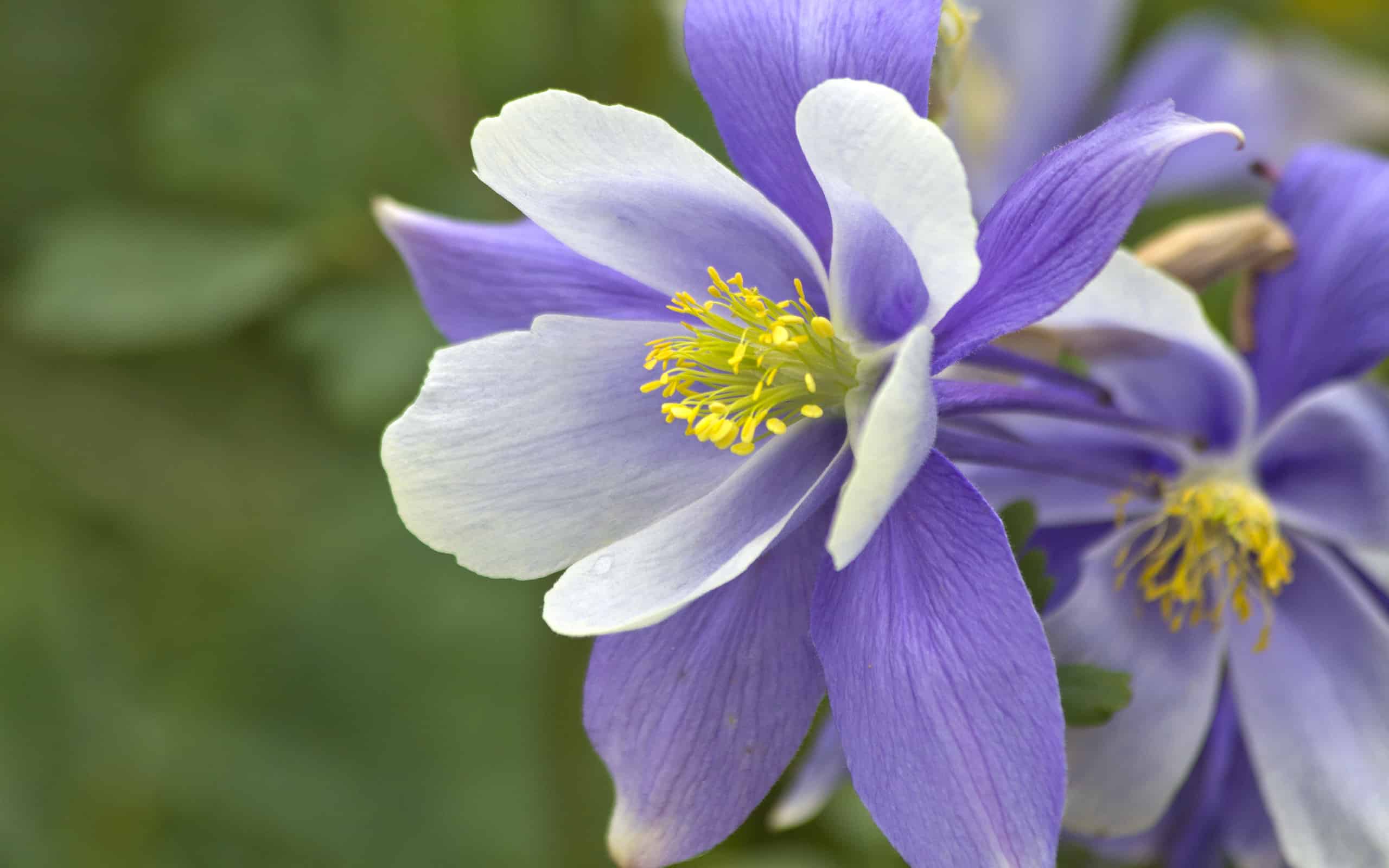 Bellissimo fiore di Colombina