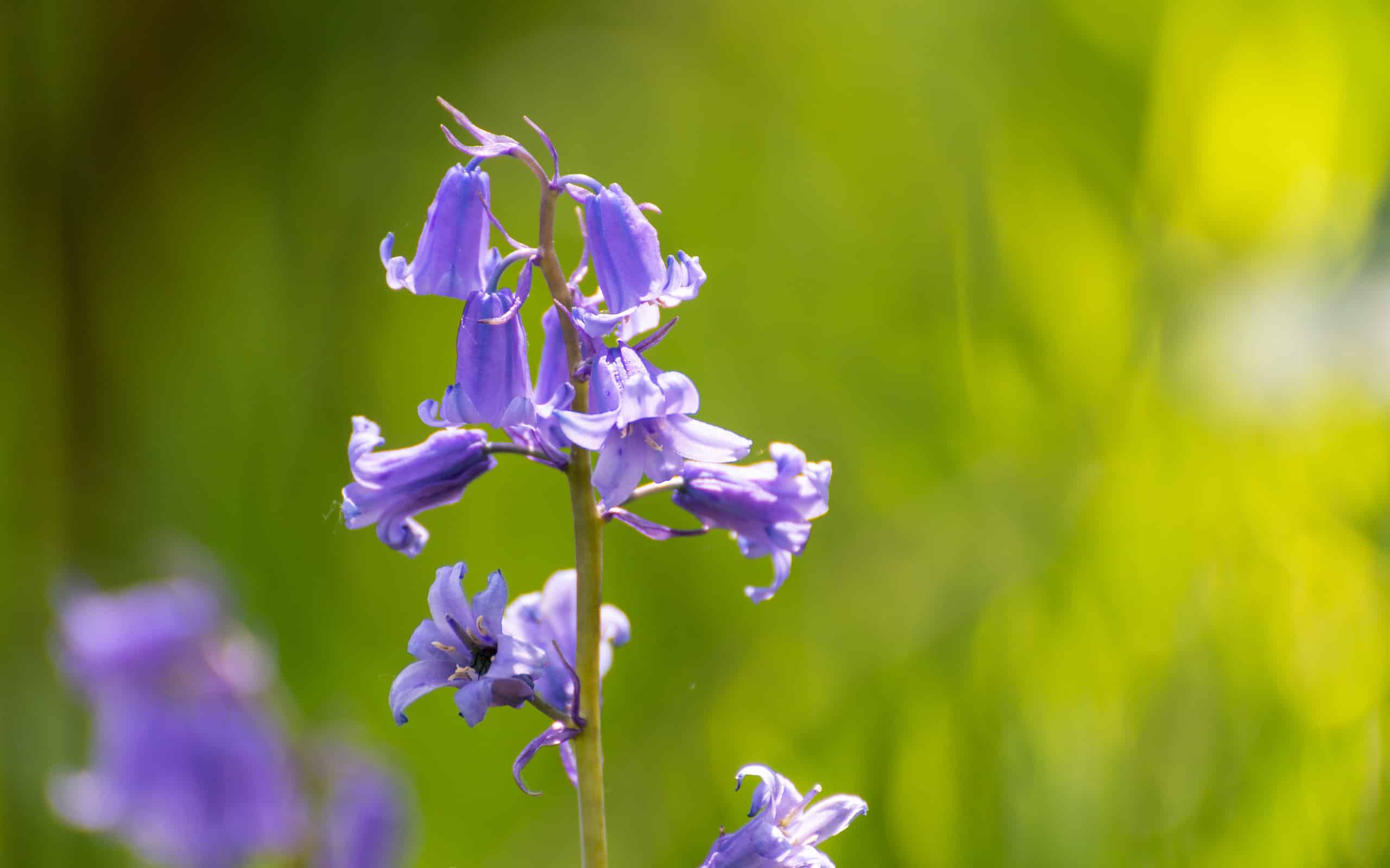 Campanule illuminate dal sole con una profondità di campo ridotta