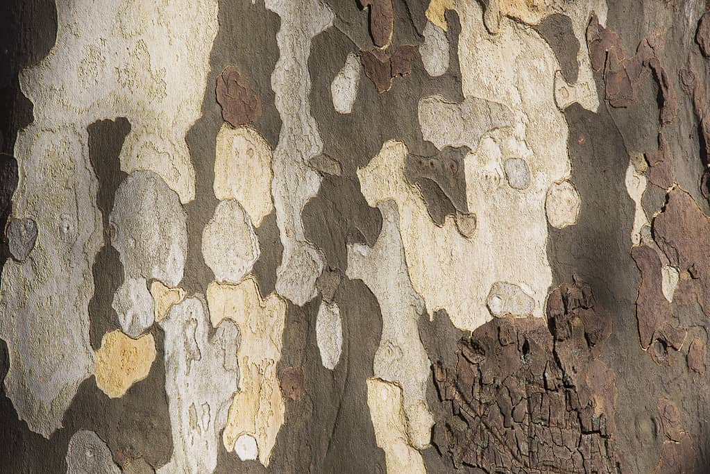 Struttura dell'albero di sicomoro americano Platanus occidentalis, corteccia di platano a Sochi
