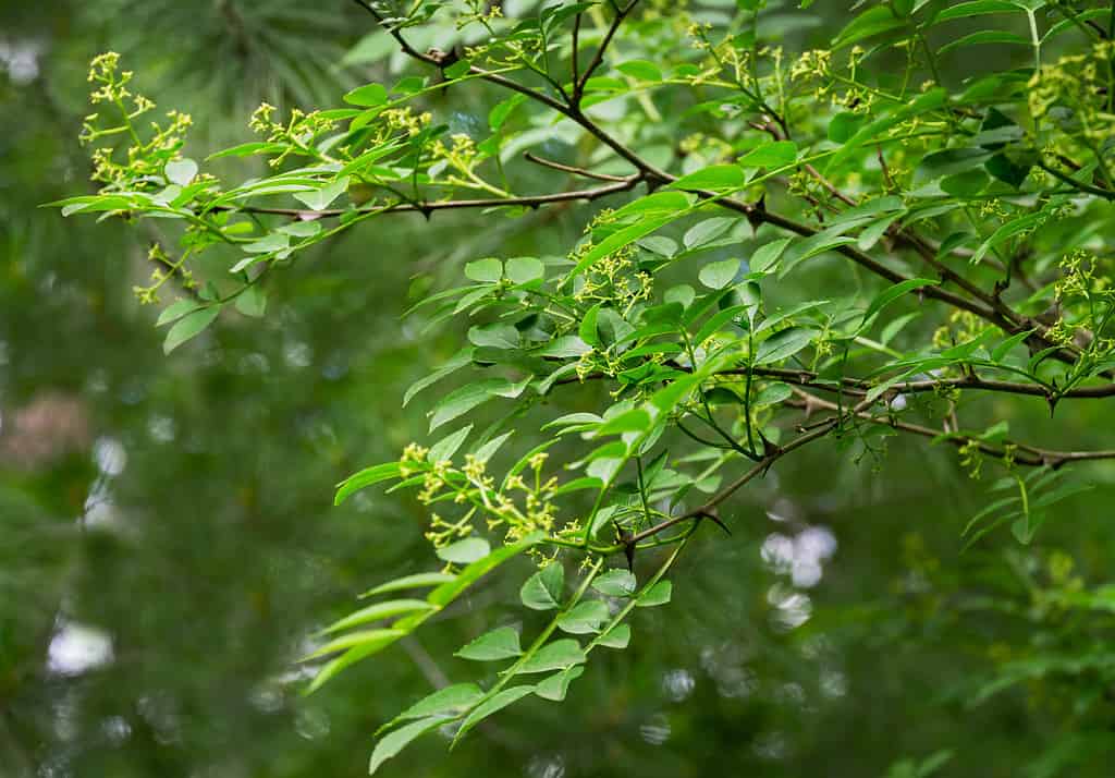 Fiori verdi di Zanthoxylum americanum, frassino spinoso (pepe di Sichuan) un albero spinoso con rami spinosi.  Primo piano dello zanthoxylum che fiorisce alla luce solare naturale.  Concetto di natura per il design.