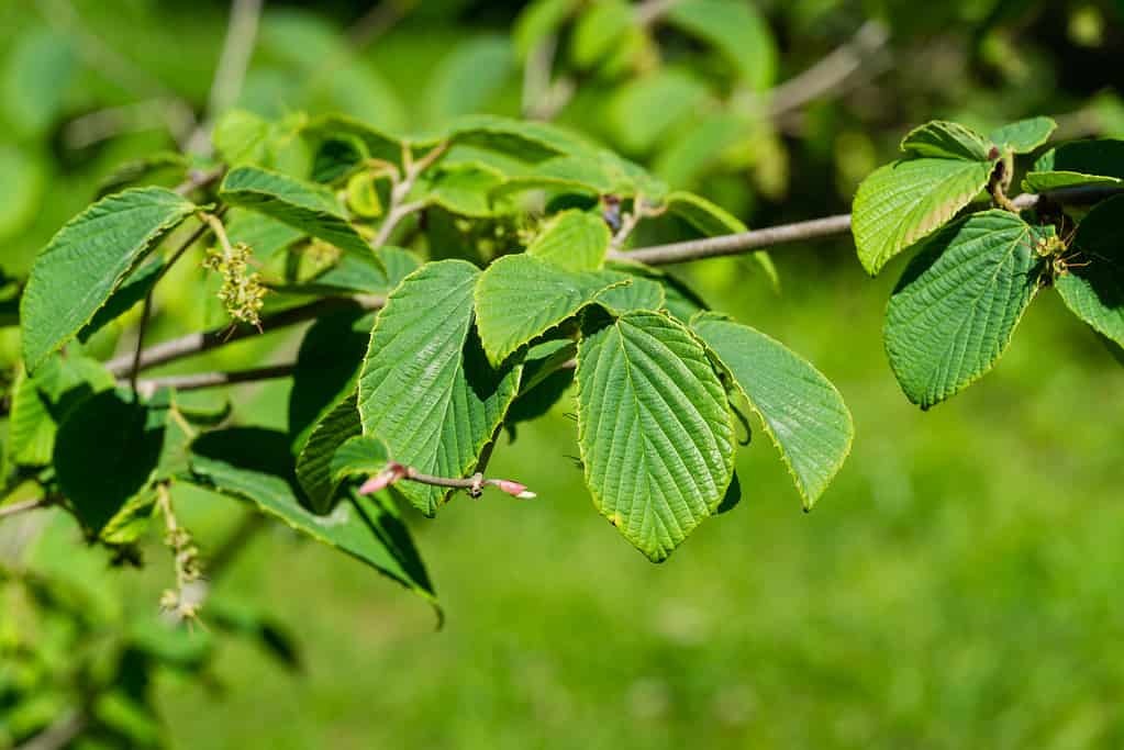 Corylopsis spicata (nocciolo invernale) in primavera Parco Arboreto delle Culture del Sud a Sirio (Adler) Sochi.  Foglie verdi sul ramo Nocciola invernale Spike.  Messa a fuoco selettiva.