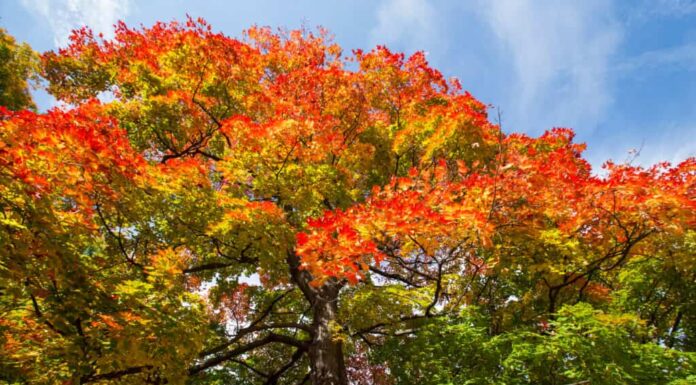 Acer saccharum albero di acero zuccherino che cambia colore in autunno
