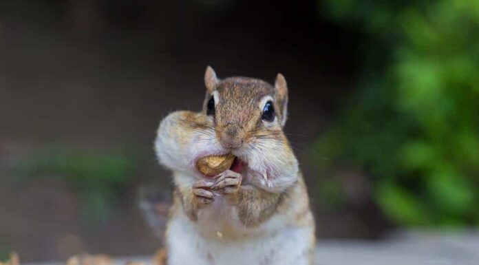 I 9 modi più efficaci per sbarazzarsi degli scoiattoli nel tuo giardino
