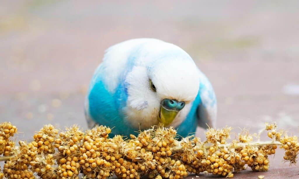 Cibo per parrocchetti