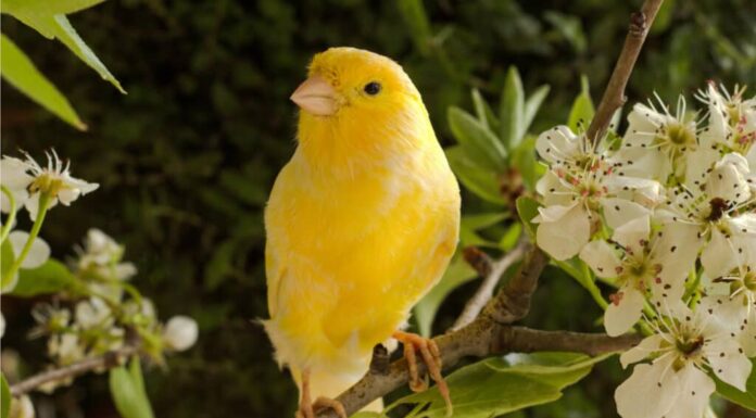 Guida ai proprietari di animali domestici alle Canarie