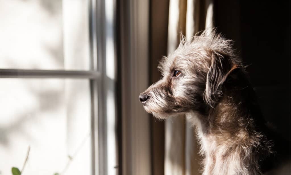 Cane che aspetta alla finestra