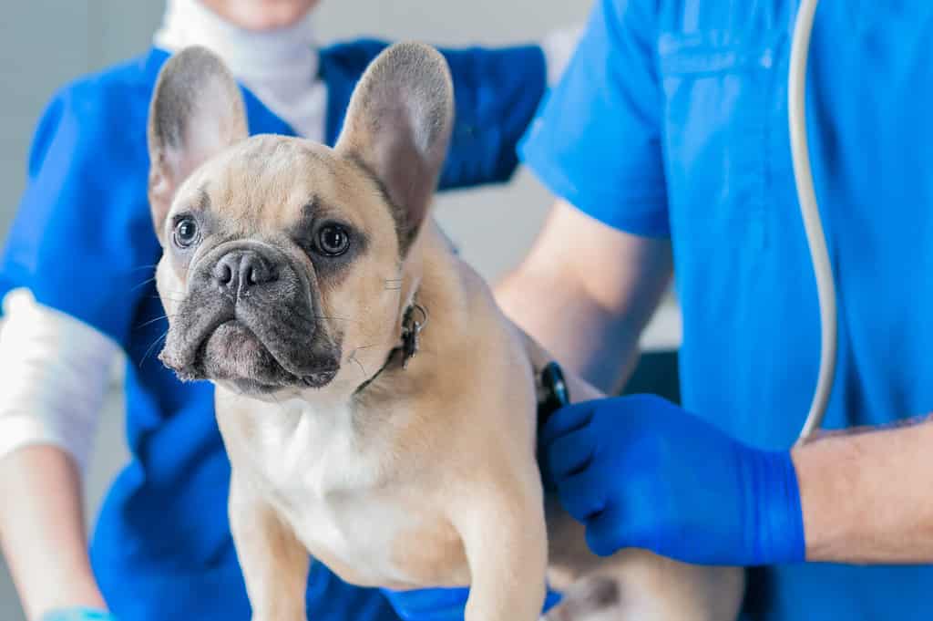 Bulldog francese in una clinica veterinaria.  Due medici lo stanno visitando.  Concetto di medicina veterinaria.  Cani di razza.  Tecnica mista