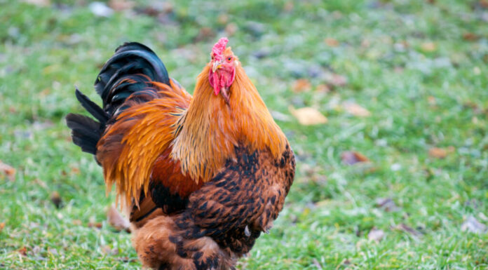 Pollo Brahma, uno dei polli più grandi del mondo.