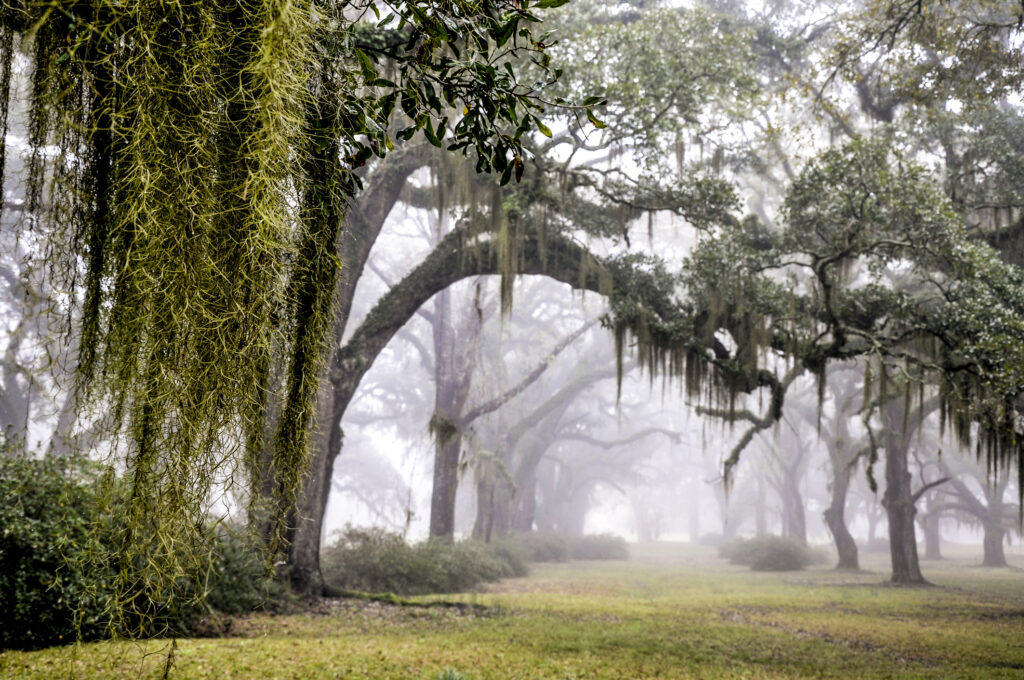 GREENWOOD NELLA NEBBIA 10