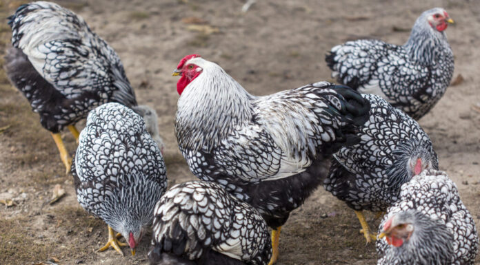 Distinguere la gallina Wyandotte dal gallo può essere difficile perché hanno un piumaggio simile.