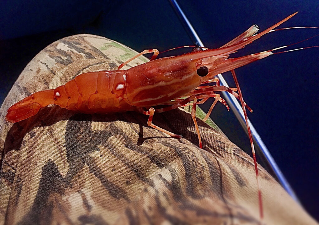 Gli Spot Shrimp sono enormi gamberetti che vivono a Hood Canal.