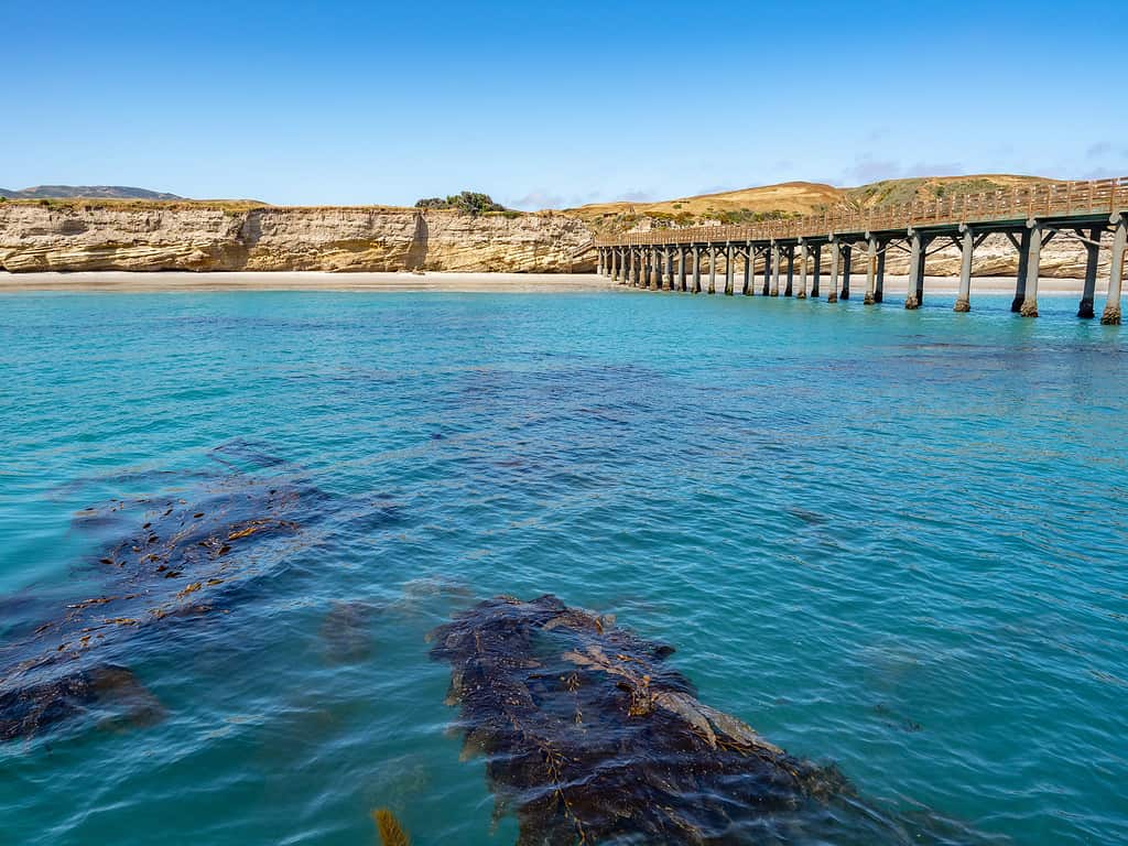 Kelp visto sott'acqua durante l'avvicinamento al molo di Bechers Bay sull'isola di Santa Rosa in barca nella soleggiata giornata primaverile, Parco Nazionale delle Isole del Canale, Ventura, Californa, Stati Uniti