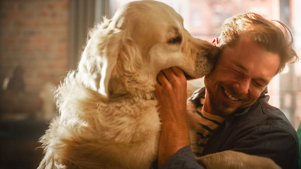 Felice bel giovane gioca con il cane a casa, splendido Golden Retriever.  Uomo attraente che si siede su un pavimento.  Cane emozionante che lecca il proprietario che prende in giro l'animale domestico.  Divertirsi nell'elegante appartamento.