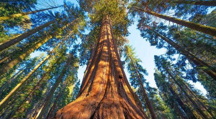 Famoso parco delle sequoie e albero di sequoia gigante al tramonto.