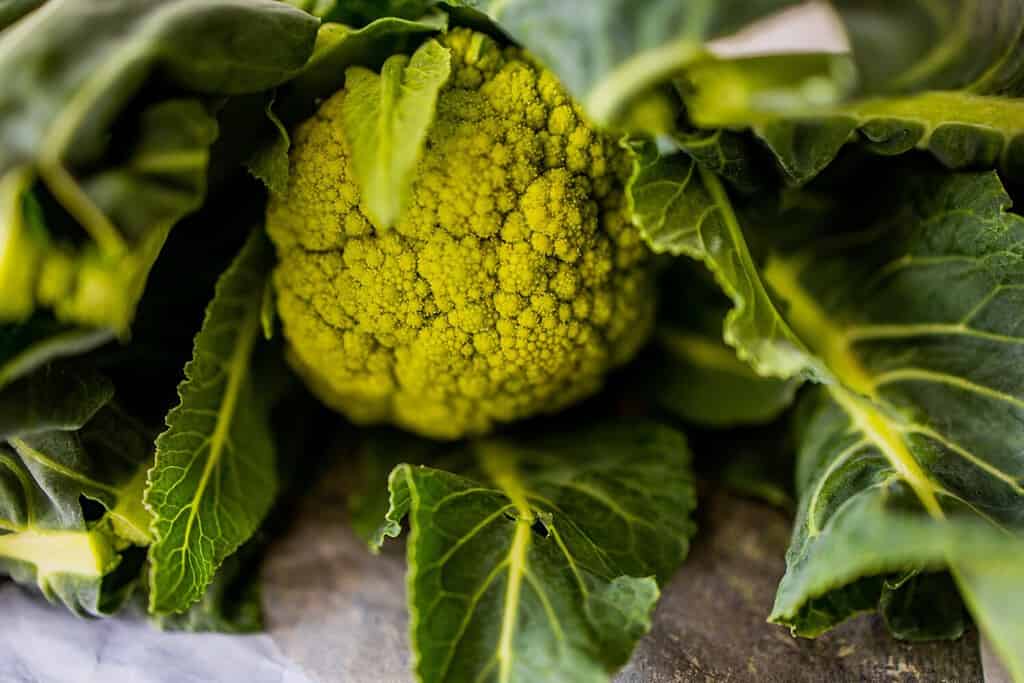 bellissimo cavolfiore verde organico verde su un piano di lavoro della cucina in primo piano