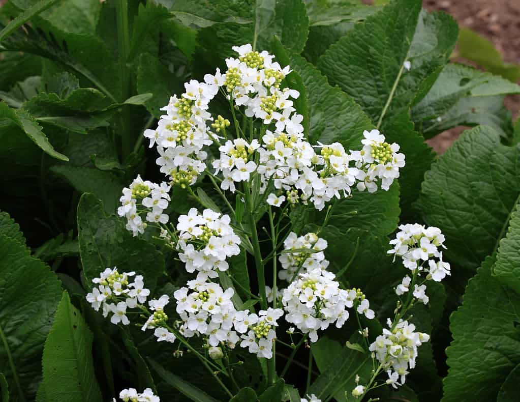 I fiori di rafano bianco si chiudono nel giardino biologico