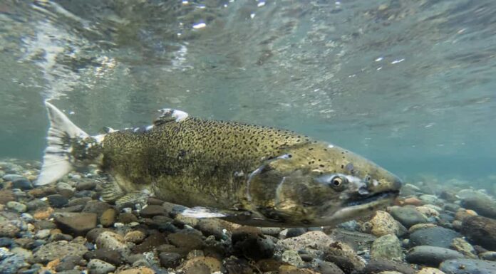 Pesci come il salmone Chinook non possono aggirare le dighe sul fiume Klamath per deporre le uova.
