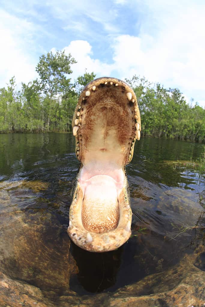 Alligatore nella palude delle Everglades