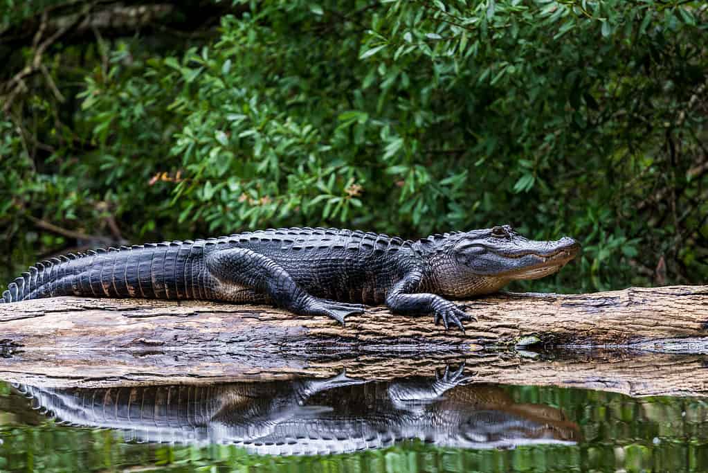 Alligatore adulto che prende il sole su un tronco