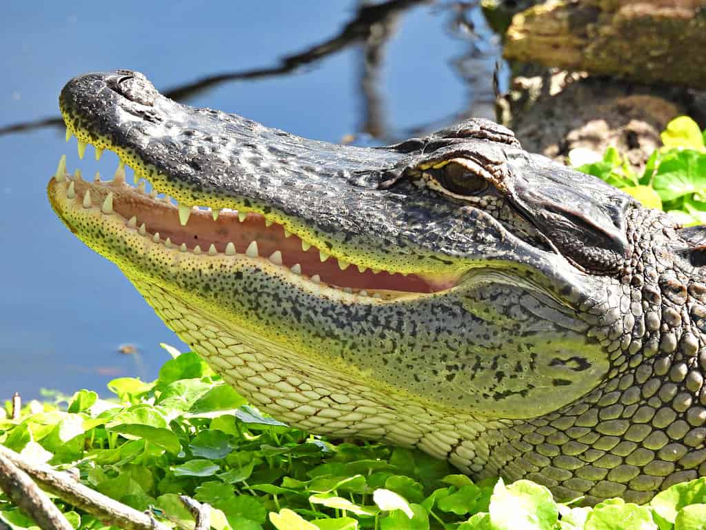 Alligatore americano (Alligator mississippiensis) - giovane, colpo alla testa, che mostra i denti