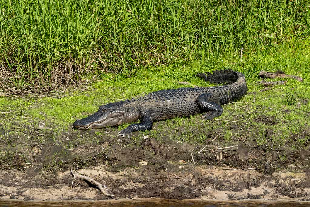 L'alligatore si crogiola al sole su una riva erbosa in attesa di un pasto.