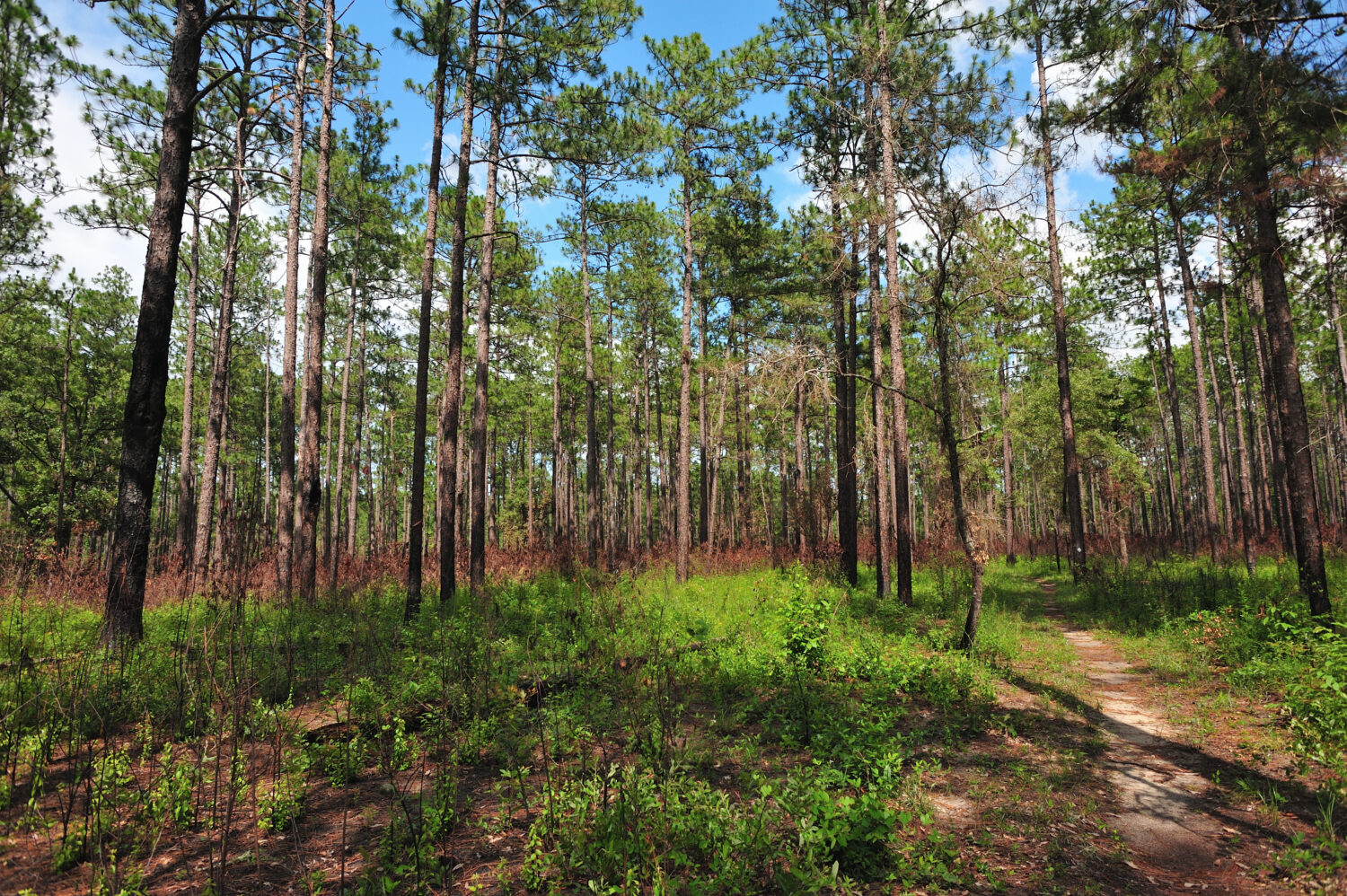 Il sentiero pedonale Bartram della foresta nazionale di Tuskegee.